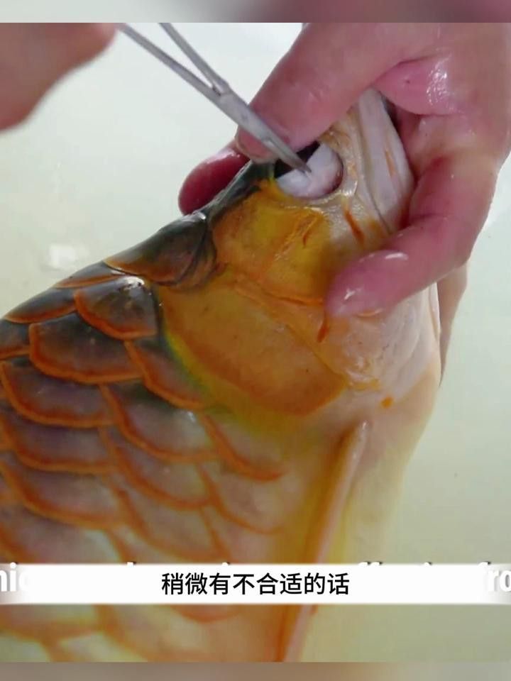 金龍魚(yú)掉眼手術(shù)風(fēng)險(xiǎn)大嗎？