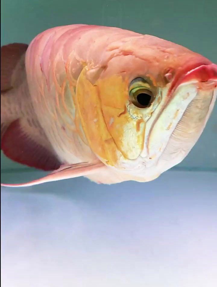 金龍魚(yú)掉眼手術(shù)風(fēng)險(xiǎn)大嗎？