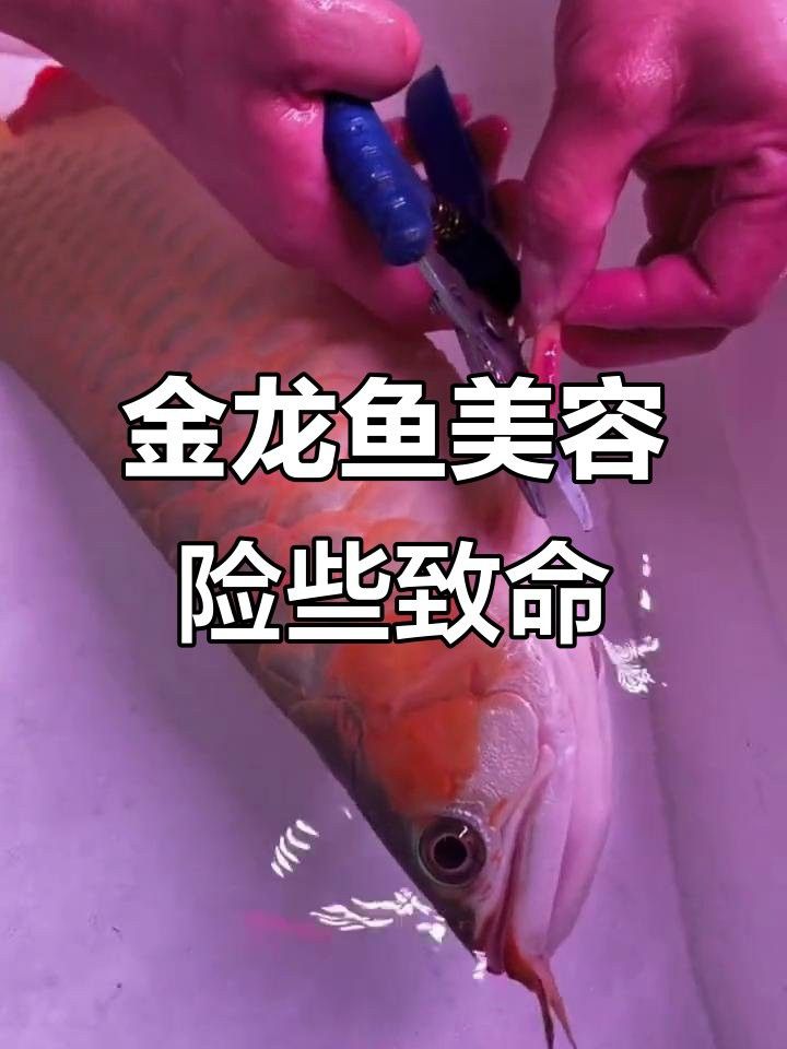 金龍魚(yú)掉眼手術(shù)風(fēng)險(xiǎn)大嗎？