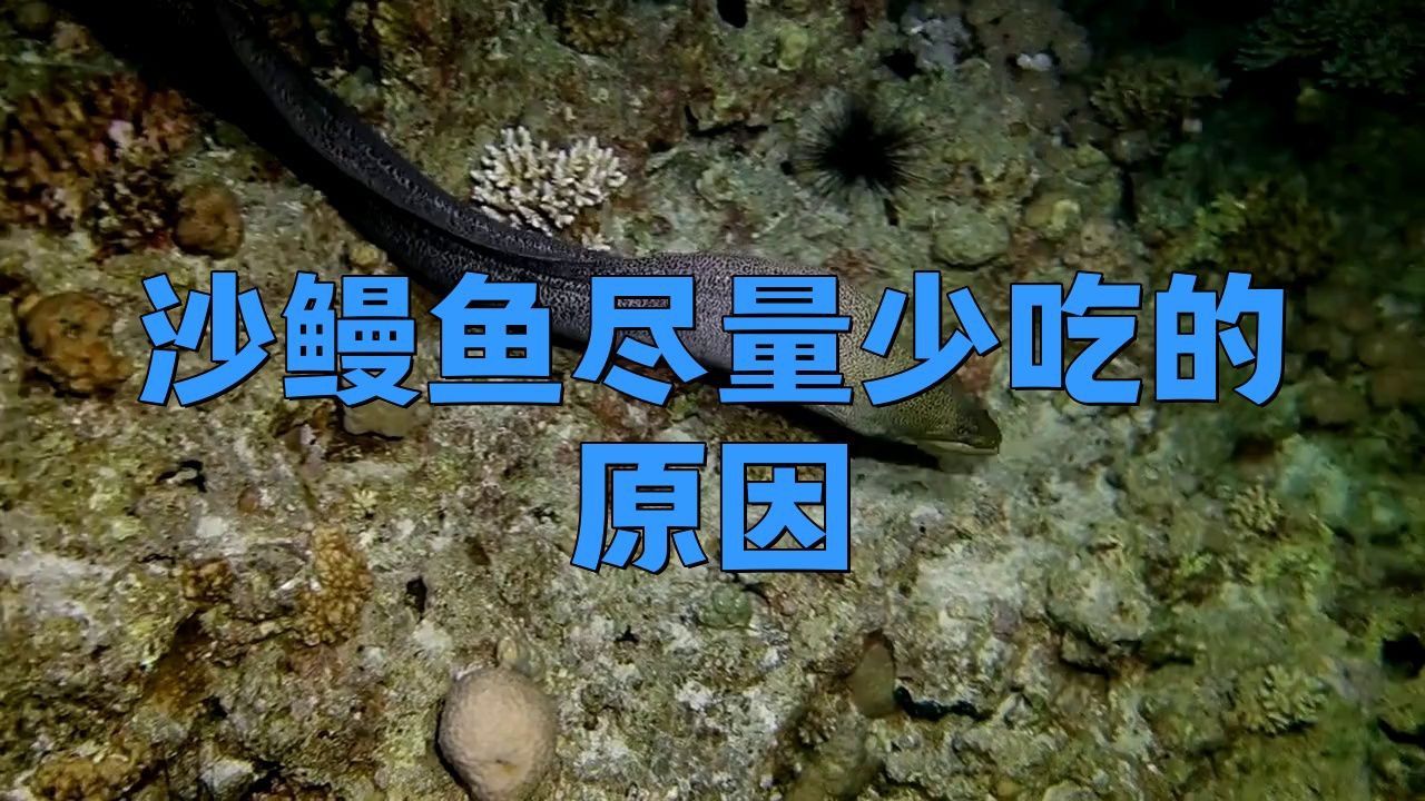 鰻魚絲為何要盡量少吃 龍魚百科 第3張 鰻魚絲為何要盡量少吃 鰻魚絲為何要盡量少吃 龍魚百科 第3張