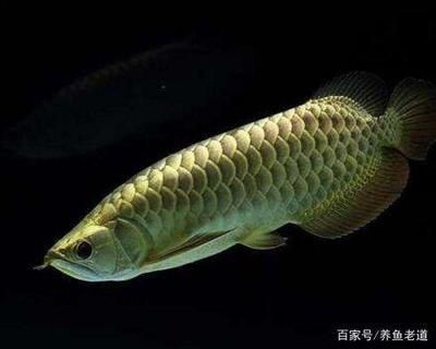 養龍魚之前要做什么準備：養龍魚前需要準備充足的魚缸