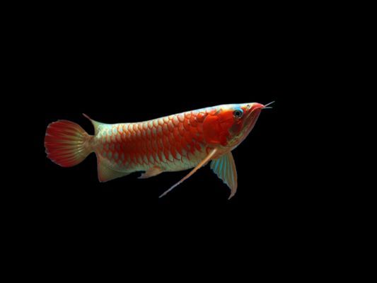 印尼小紅龍魚日常護理技巧：印尼小紅龍魚日常護理技巧，