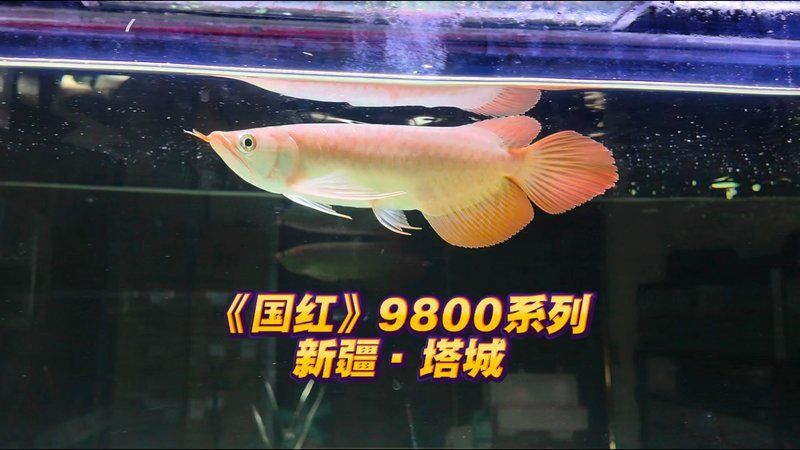 紅龍魚最正宗的牌子 紅龍魚最正宗的牌子 龍魚百科 第3張