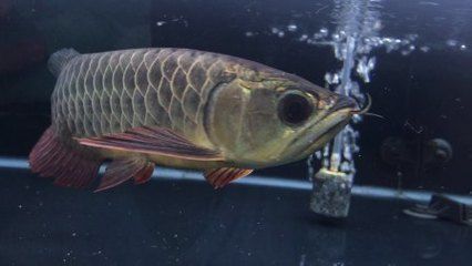 龍魚福龍王特征是什么：龍魚福龍王，東方水族文化中的神秘王者
