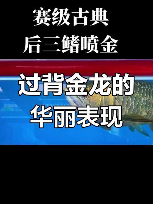 過背金龍魚的過背是什么意思啊圖片