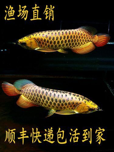 過背金龍魚的過背是什么意思啊圖片