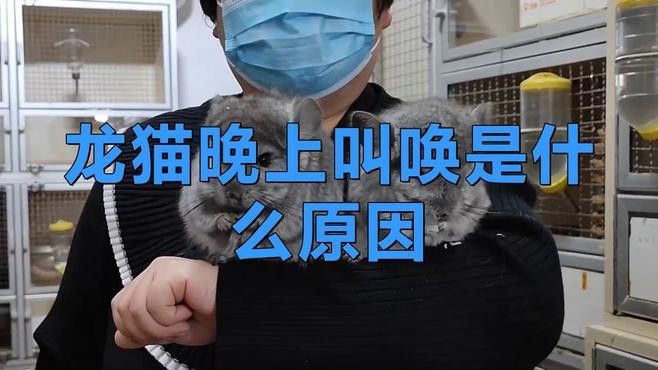 如何減少龍貓夜間活動產生的噪音？
