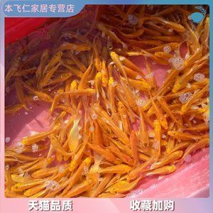 紅龍魚吃什么飼料最好養（紅龍魚的最佳飼料選擇對于其健康和美麗至關重要）