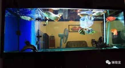 龍魚下缸需要注意什么：養龍魚時需要注意什么