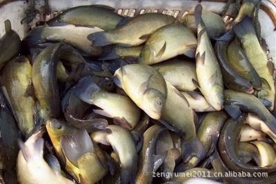 水族飼料市場競爭狀況：水族飼料市場競爭優勢分析水族飼料市場競爭優勢分析 水族飼料市場競爭狀況：水族飼料市場競爭優勢分析水族飼料市場競爭優勢分析 龍魚百科 第4張