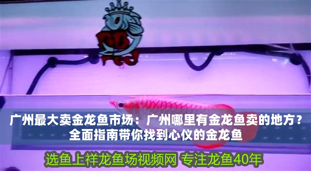 廣州最大賣金龍魚市場：廣州哪里有金龍魚賣的地方？全面指南帶你找到心儀的金龍魚