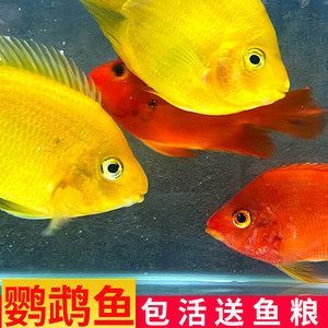 紅色銀龍魚怎么回事（銀龍魚常見病了解銀龍魚的幾種常見病www.bbpets.cn）