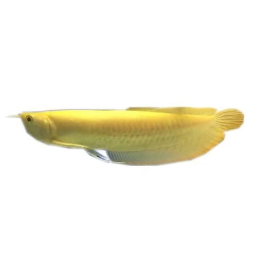 白色銀龍魚會變其他顏色嗎圖片大全