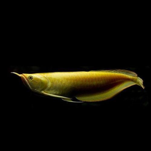 白色銀龍魚會變其他顏色嗎圖片大全