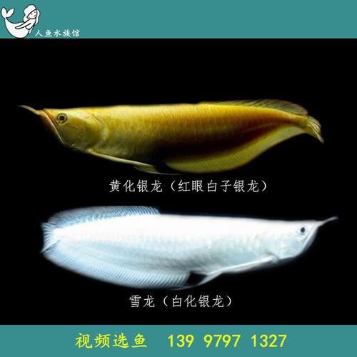 白色銀龍魚會變其他顏色嗎圖片大全