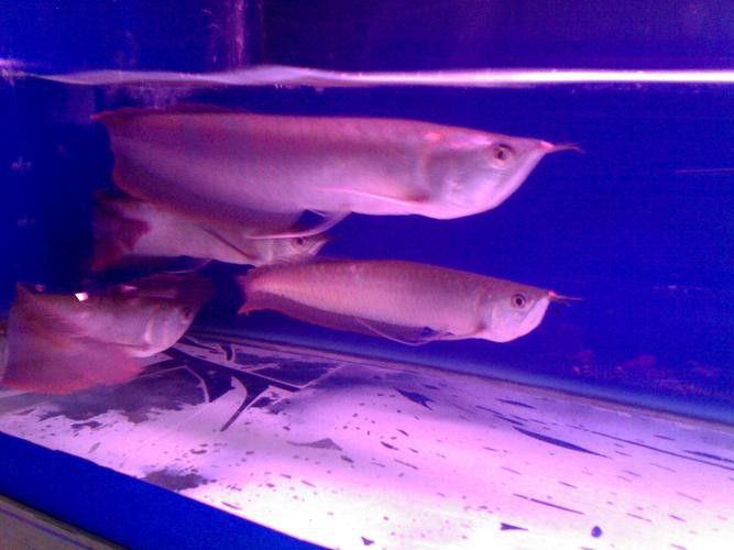 白色銀龍魚會變其他顏色嗎圖片大全