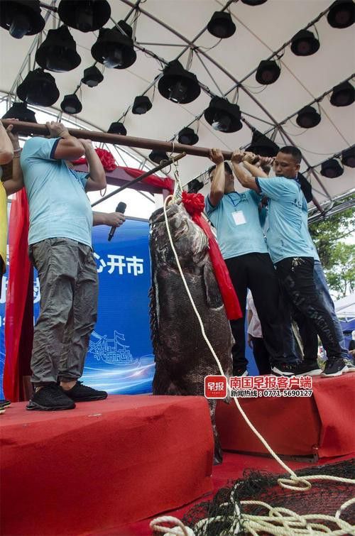 北海龍魚圖片欣賞大全大圖