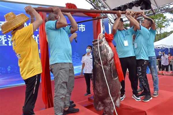 北海龍魚圖片欣賞大全大圖