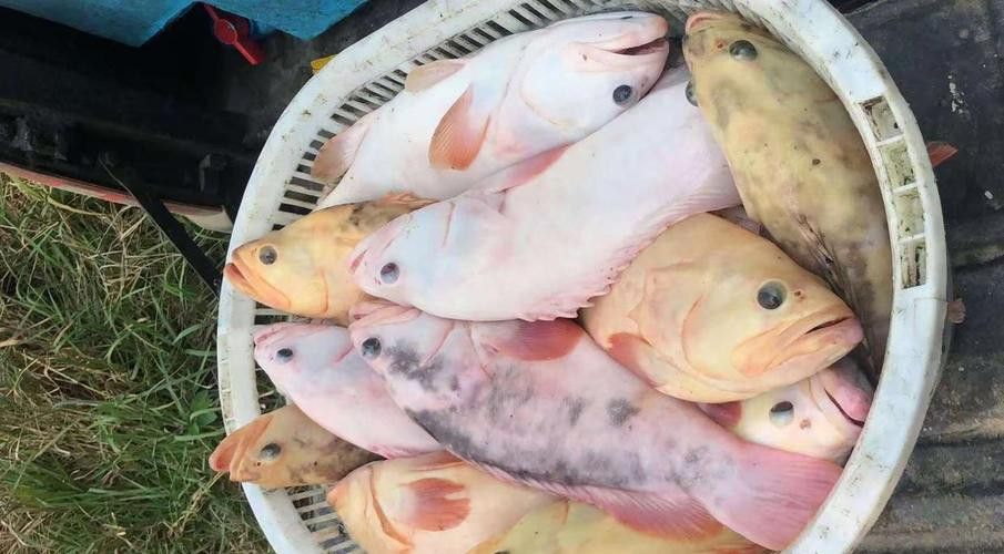 北海龍魚圖片欣賞大全大圖