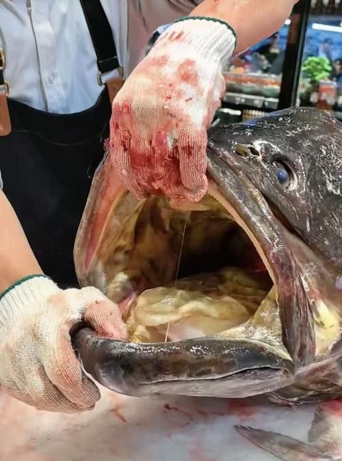 北海龍魚圖片欣賞大全大圖