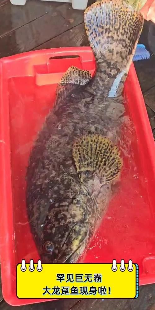 北海龍魚圖片欣賞大全大圖