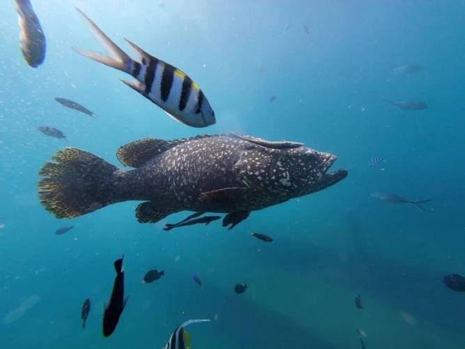 北海龍魚圖片欣賞大全大圖