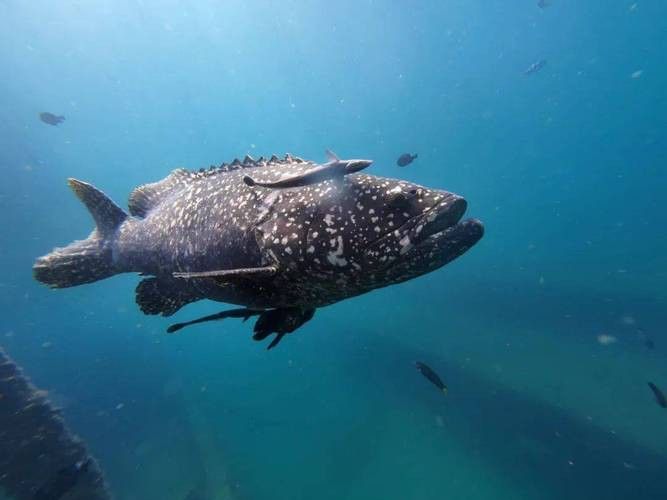 北海龍魚圖片欣賞大全大圖