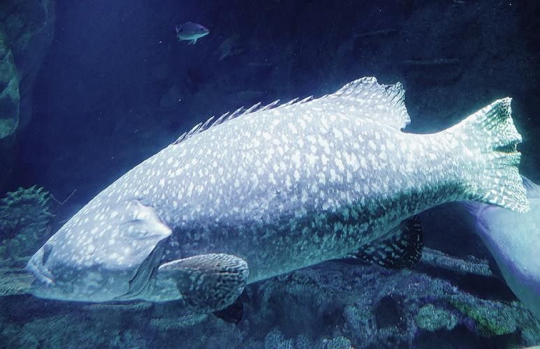 北海龍魚圖片欣賞大全大圖