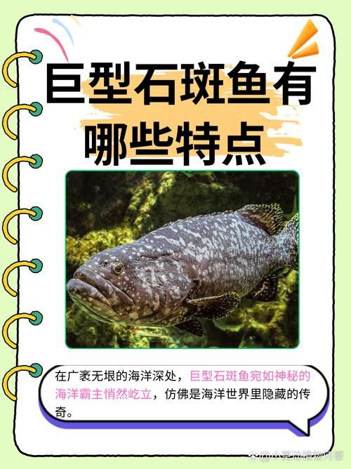 北海龍魚圖片欣賞大全大圖