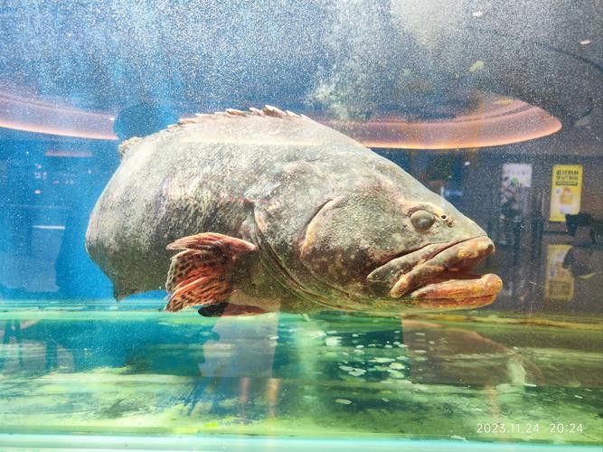 北海龍魚圖片欣賞大全大圖