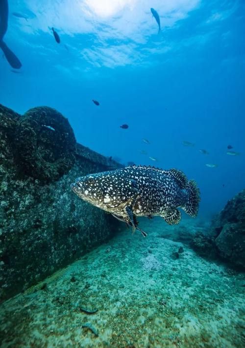 北海龍魚圖片欣賞大全大圖