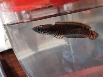 雷龍魚易養(yǎng)品種有哪些，帝王雷龍魚、紅尾雷龍魚、彩虹雷龍魚、彩虹雷龍魚飼養(yǎng)水質(zhì)要求詳解 雷龍魚易養(yǎng)品種有哪些，帝王雷龍魚、紅尾雷龍魚、彩虹雷龍魚、彩虹雷龍魚飼養(yǎng)水質(zhì)要求詳解 龍魚百科 第2張