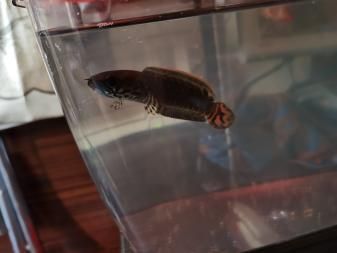 雷龍魚易養(yǎng)品種有哪些，帝王雷龍魚、紅尾雷龍魚、彩虹雷龍魚、彩虹雷龍魚飼養(yǎng)水質(zhì)要求詳解 雷龍魚易養(yǎng)品種有哪些，帝王雷龍魚、紅尾雷龍魚、彩虹雷龍魚、彩虹雷龍魚飼養(yǎng)水質(zhì)要求詳解 龍魚百科 第4張