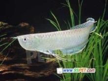 紅龍魚(yú)銀龍魚(yú)混養(yǎng)好嗎（銀龍魚(yú)和紅龍魚(yú)可以混養(yǎng)嗎？）