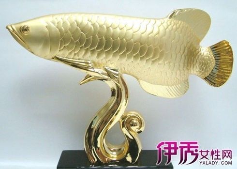 金龍魚哪種最貴：金龍魚中最貴的品種和價格因地域、大小、品質等因素不同