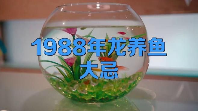 屬龍人養魚需要注意哪些事項？ 屬龍人養魚需要注意哪些事項？ 龍魚百科 第1張