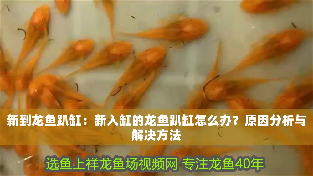 新到龍魚趴缸：新入缸的龍魚趴缸怎么辦？原因分析與解決方法