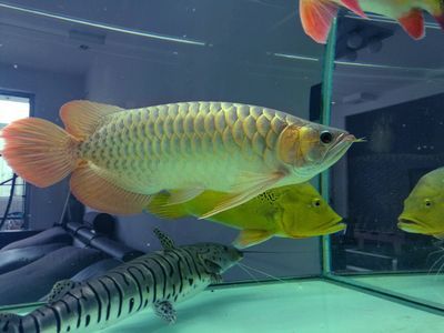 小夜燈可以防龍魚掉眼么：如何防止龍魚掉眼？