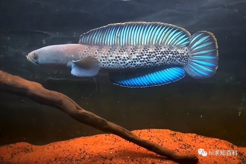 雷龍魚群養能繁殖嗎