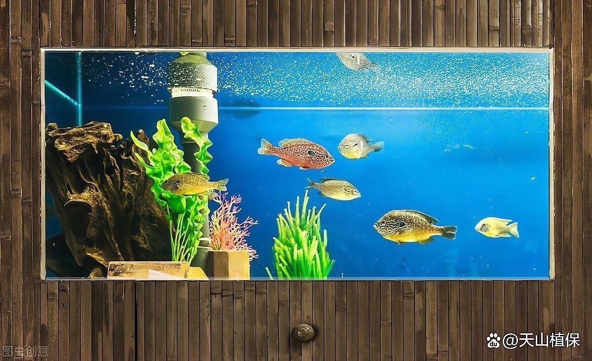 龍魚張嘴呼吸如何改善水質？