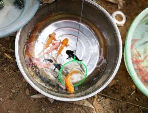 六角恐龍魚是什么魚：六角恐龍魚的飼養技巧