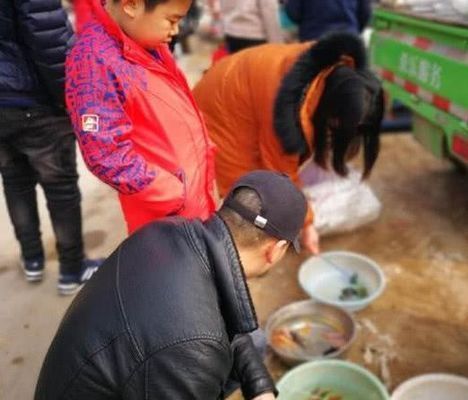六角恐龍魚是什么魚：六角恐龍魚的飼養技巧