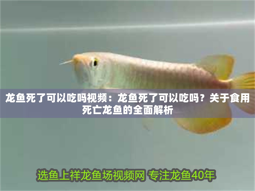 龍魚死了可以吃嗎視頻：龍魚死了可以吃嗎？關(guān)于食用死亡龍魚的全面解析
