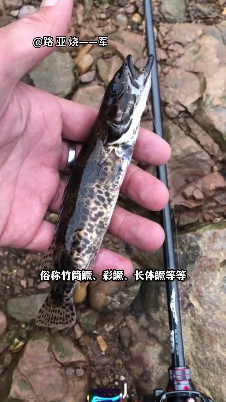 如何區分普通鱖魚和其他種類？