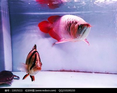 描述紅龍魚的句子簡短唯美，紅龍魚與風水關系，紅龍魚飼養技巧，