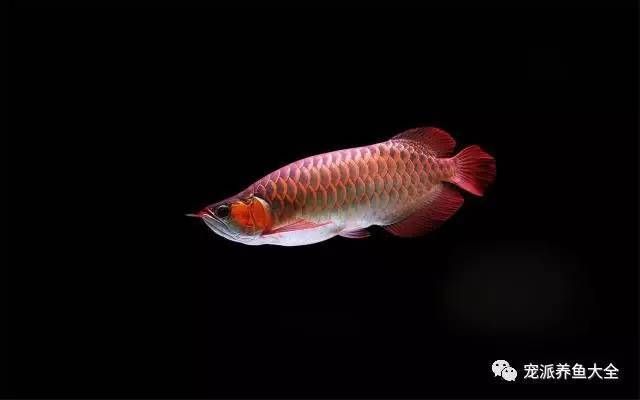 龍魚做手術：關于龍魚手術的一些詳細信息