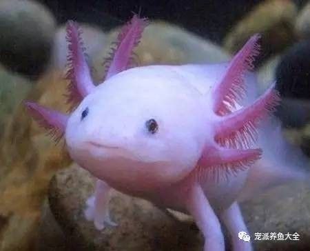 六角恐龍魚能看見嗎