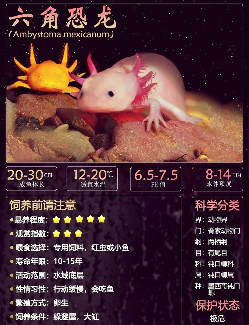 六角恐龍魚(yú)能看見(jiàn)嗎