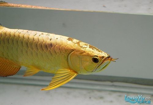 龍魚24k什么意思 龍魚24k什么意思 龍魚百科 第5張