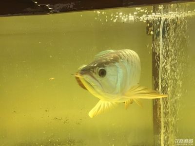 龍魚之巔自由交易平臺：龍魚之巔自由交易平臺用戶評價匯總